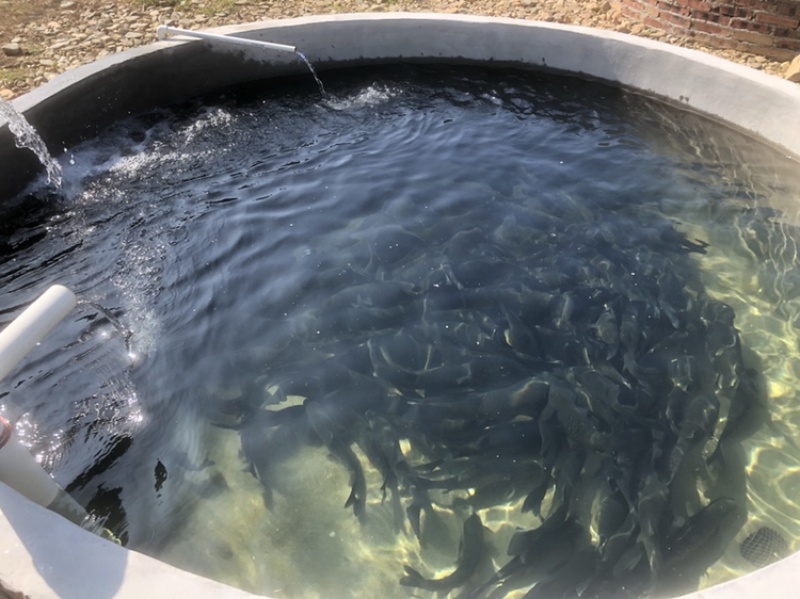 霍山土菜：挖掘家乡美食的地道风味